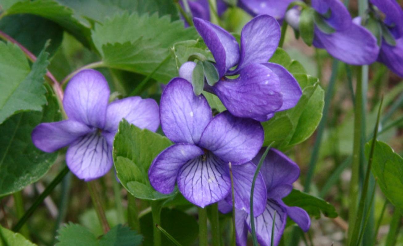 花色艳丽的种植方法,紫罗兰开花颜色有几种