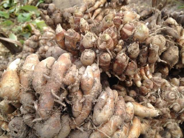 农村这种植物有香料之王,小时候农村常见可食用植物