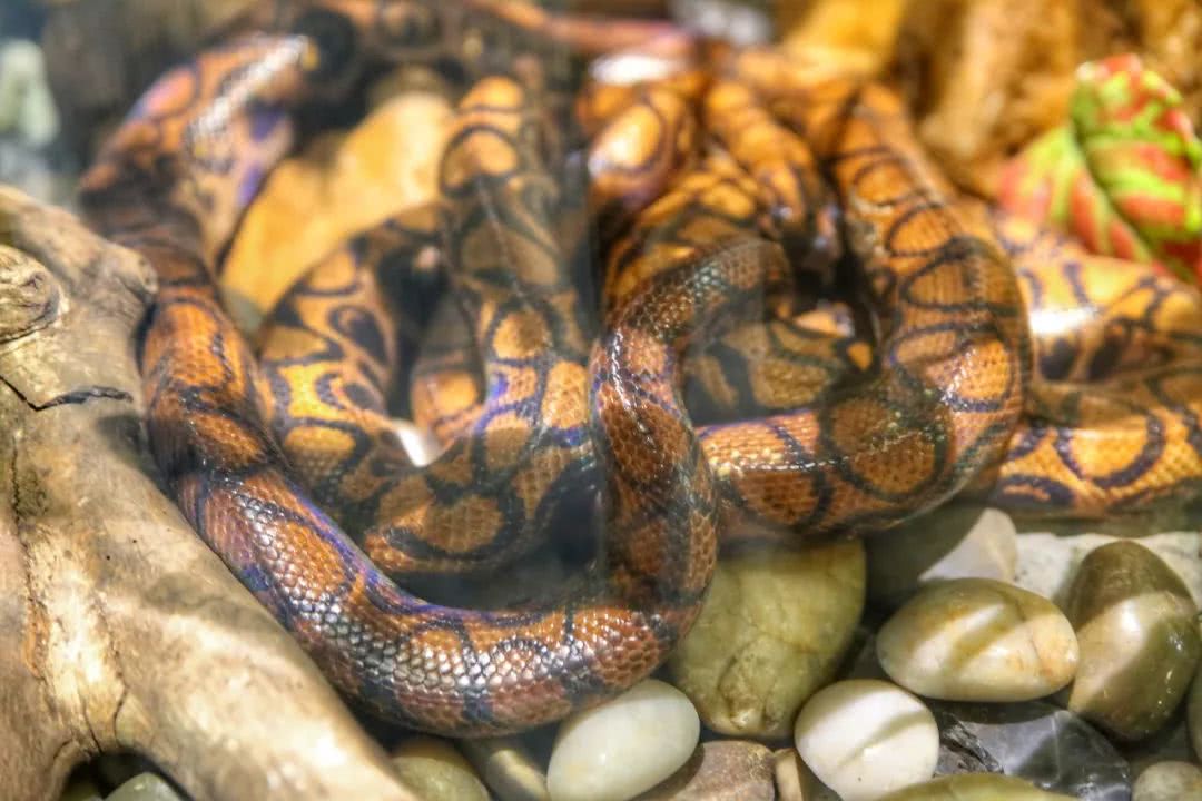 动物园万圣节里面有什么,万圣节动物王国