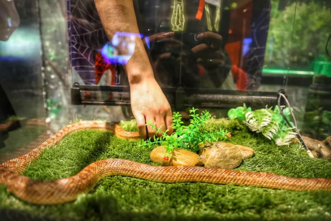 动物园万圣节里面有什么,万圣节动物王国