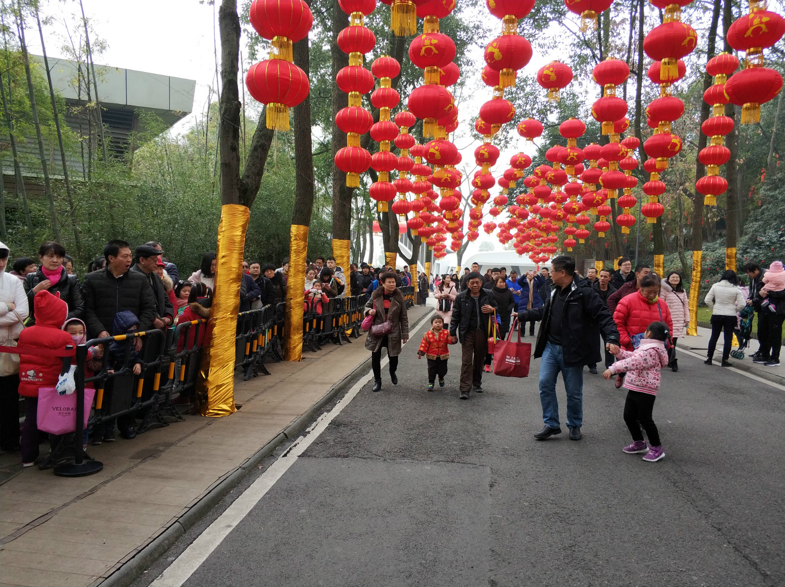 到广州长隆野生动物园看熊猫,看熊猫是去广州长隆还是四川成都