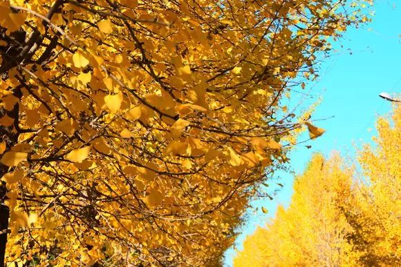 去一些风景美的地方,又到了欣赏银杏的季节治愈系风景