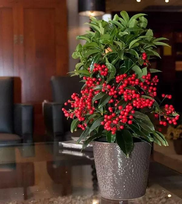 适合冬季观赏的植物,临近冬日常见的花卉植物