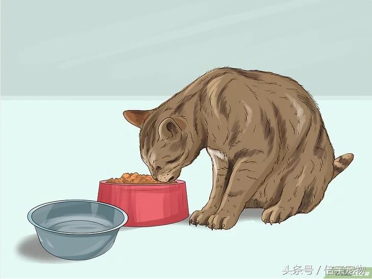 如何让猫咪爱上你,如何让猫咪喜欢你粘着你