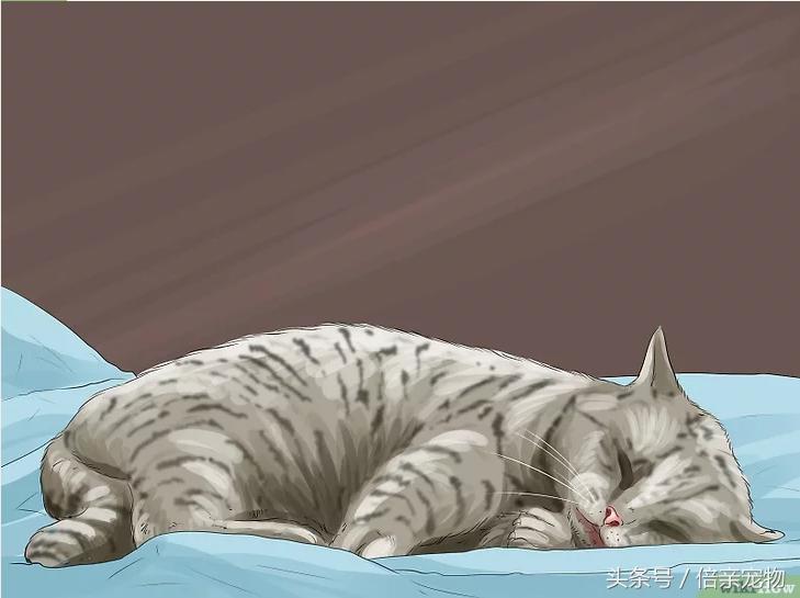 如何让猫咪爱上你,如何让猫咪喜欢你粘着你