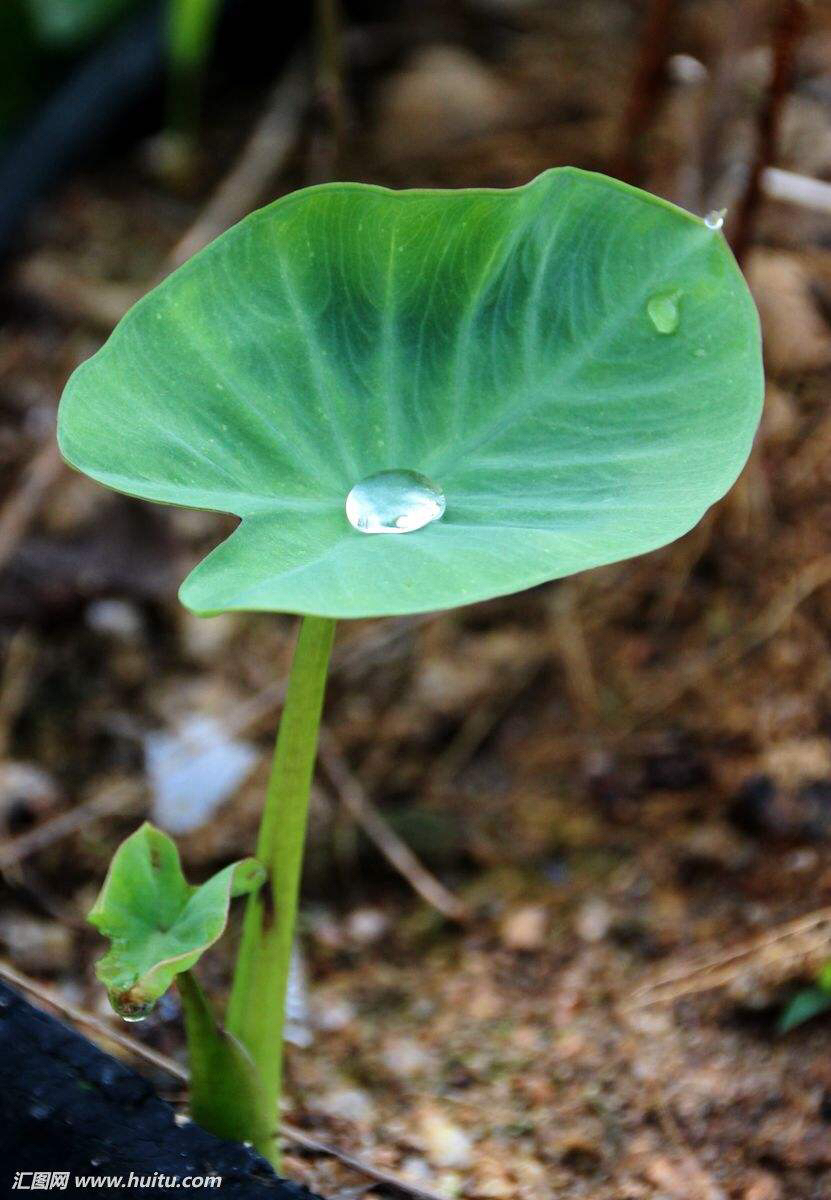 中药芋叶,中药槲叶