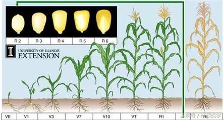 袖手旁观是什么意思,格物致知是什么意思举个例子
