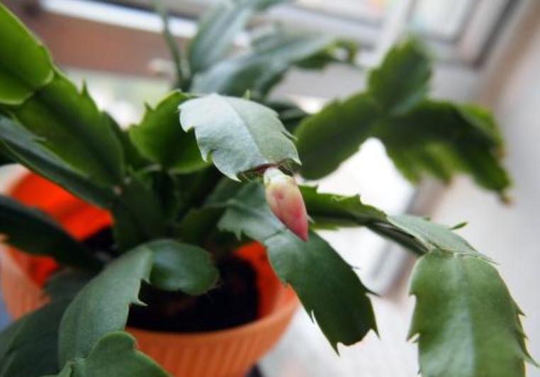 花盆里的土结块了怎么弄出来,盆里有硬块怎么处理