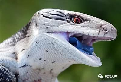 爬宠蓝舌石龙子,爬宠蓝舌石龙子推荐