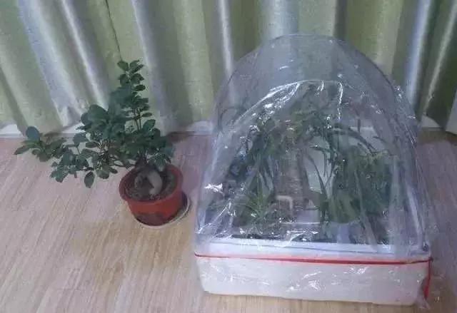 花卉冬天给根部保暖能安全越冬吗,冬天花卉塑料袋保暖方法