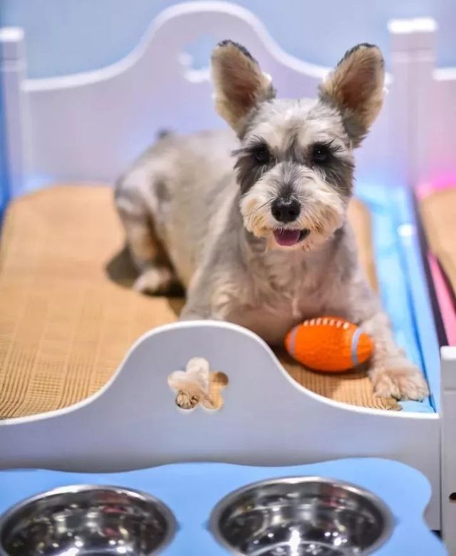 探秘2500亩魔都后花园!欧式别墅独栋、宠物乐园、动物农场高尔夫