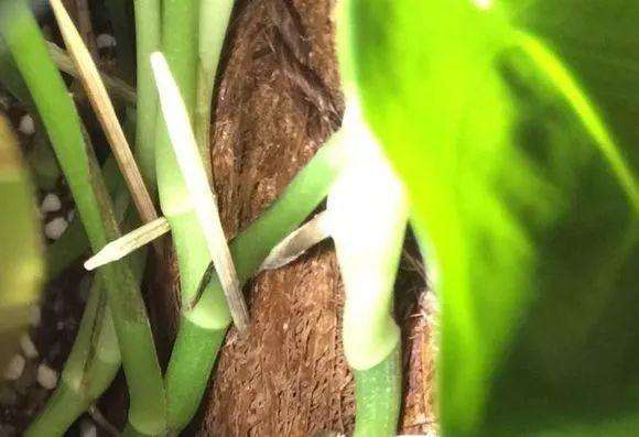 绿萝叶子如何变大,小绿萝养成大绿萝效果