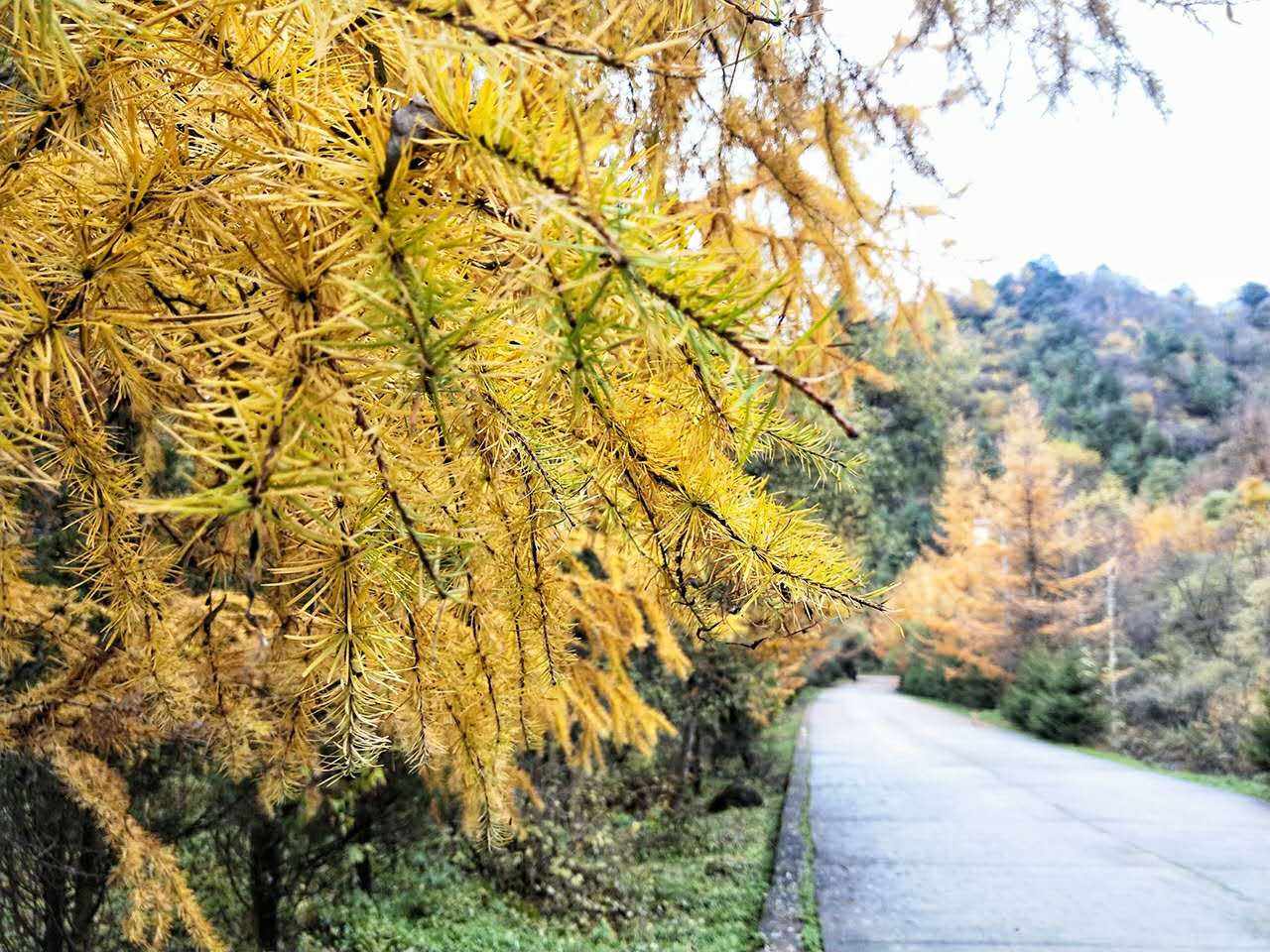 秋景西安好去处,雨后遇晴天留坝寻秋色