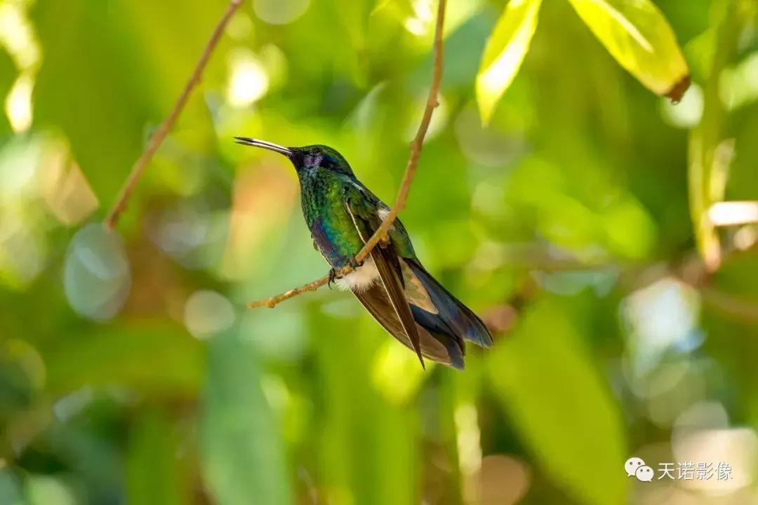 徕卡90280长焦镜头,徕卡sl902