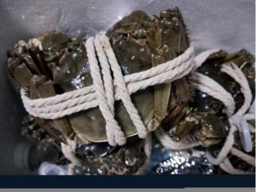 阳澄湖超详细的挑蟹技巧教给你,正确的吃蟹方法