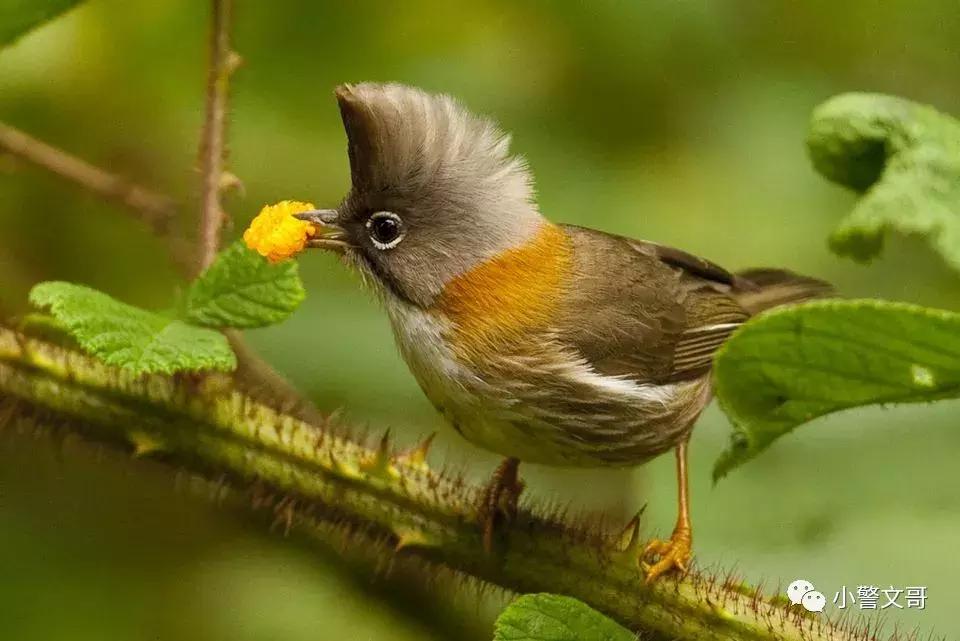 普通野鸡会犯法么,把野鸡弄死会坐牢吗