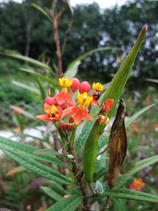 穷驴旅游,港囧游香港