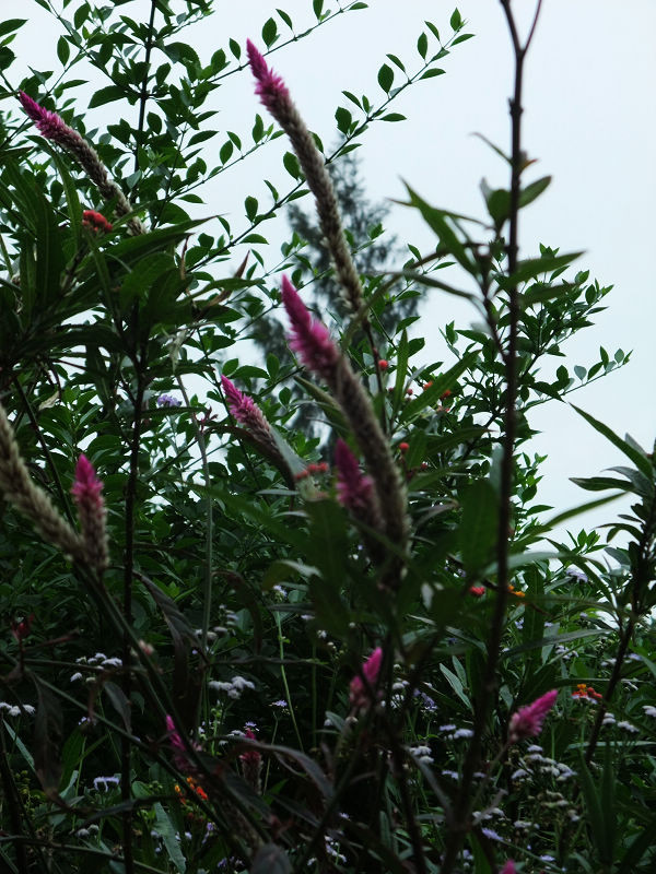 穷驴旅游,港囧游香港