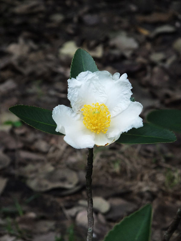穷驴旅游,港囧游香港