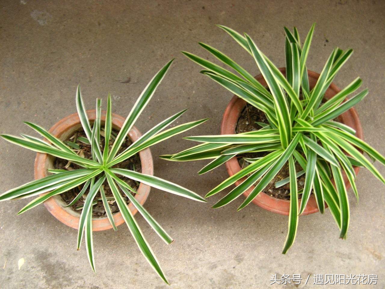 土培吊兰枯黄怎么办,吊兰土板结了怎么补救