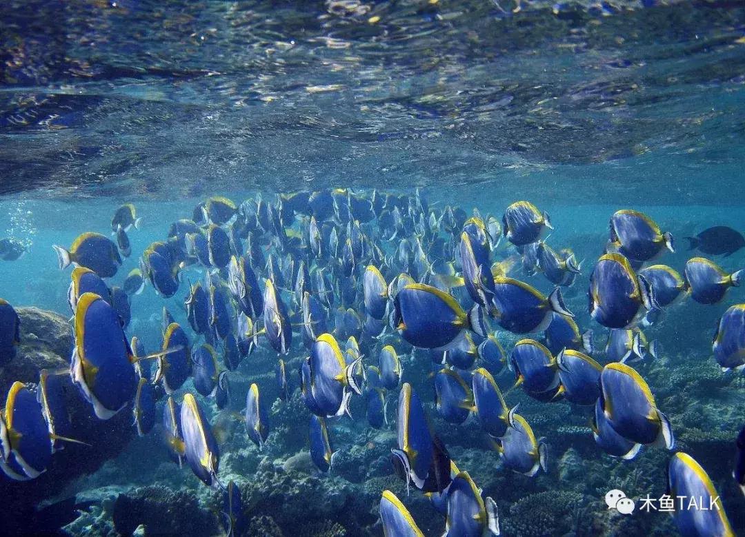 巴厘岛游玩必备攻略,巴厘岛游玩攻略最佳时间
