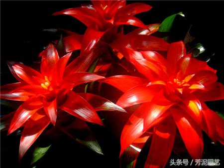 鸿运当头花谢了,鸿运当头花谢了的视频