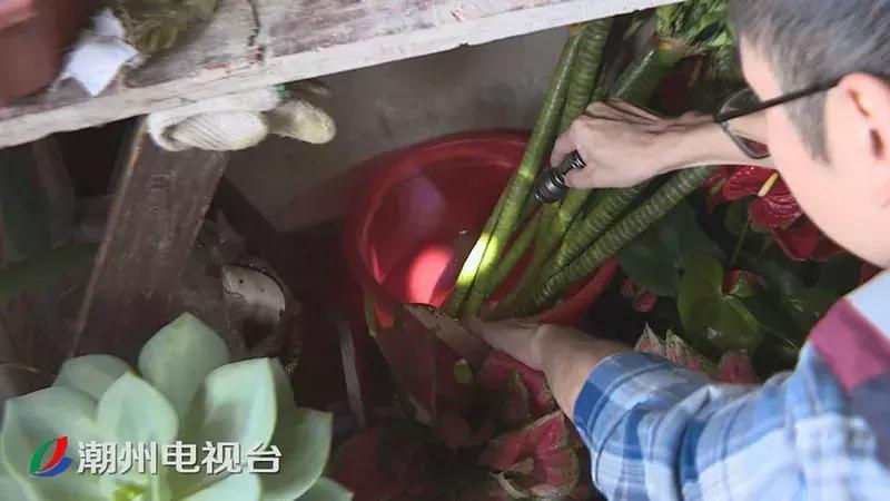 潮州登革热最新消息,潮州登革热