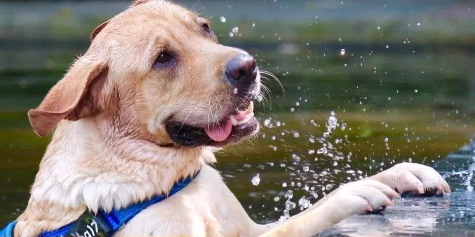 87年美女用针线“撸猫”，还斩获国际大奖，“这猫要活了！”