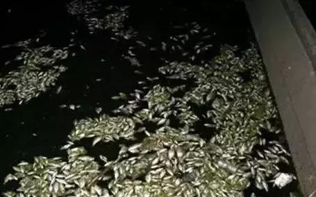 放生1瓶矿泉水，解救八万四千虫？矿泉水厂：你家水里才有虫！