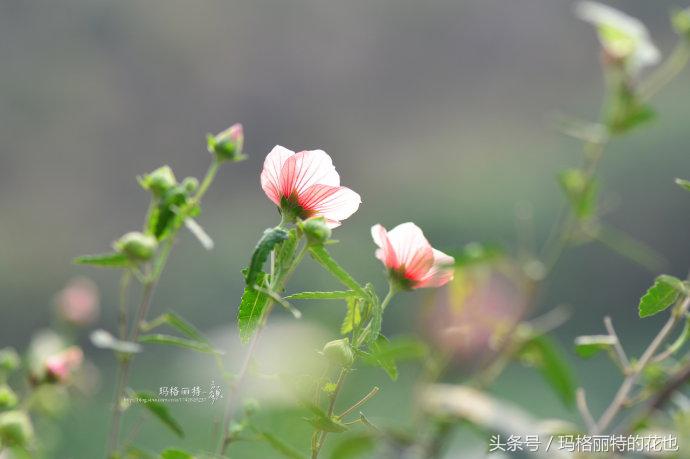日系小清新高砂芙蓉,高砂芙蓉