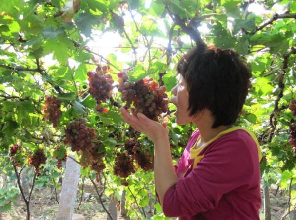 山葡萄栽培及管理技术
