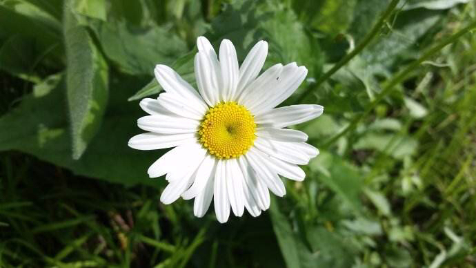 中药除虫菊根,中药材除虫方法