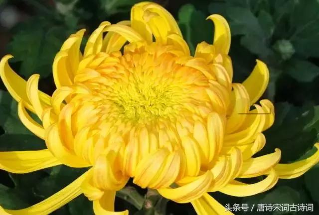 霜降来了天气寒,霜降来了柿子红了