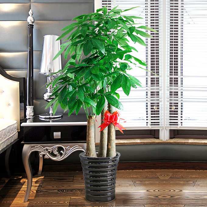 什么绿植招财寓意好,招财绿植风水讲究哪些