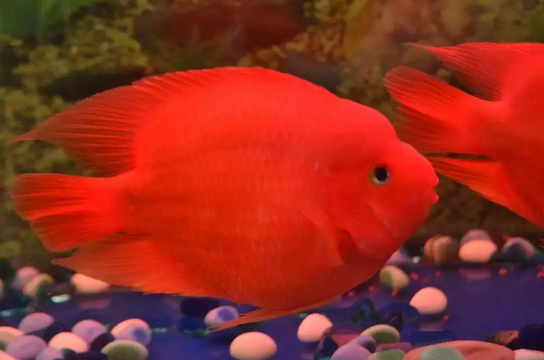 冷水鹦鹉鱼饲养密度,鹦鹉鱼怎么饲养最好