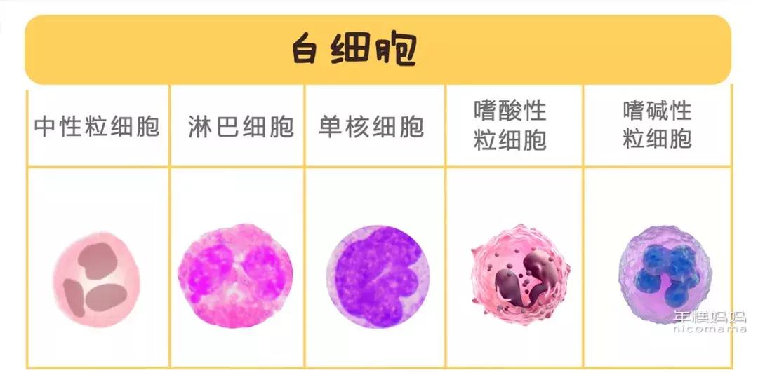 小孩有没有贫血怎么看血项,小朋友有没有贫血看哪个指标