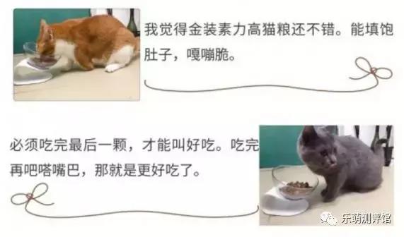金装猫粮哪种最好,性价比高的猫粮测评真实