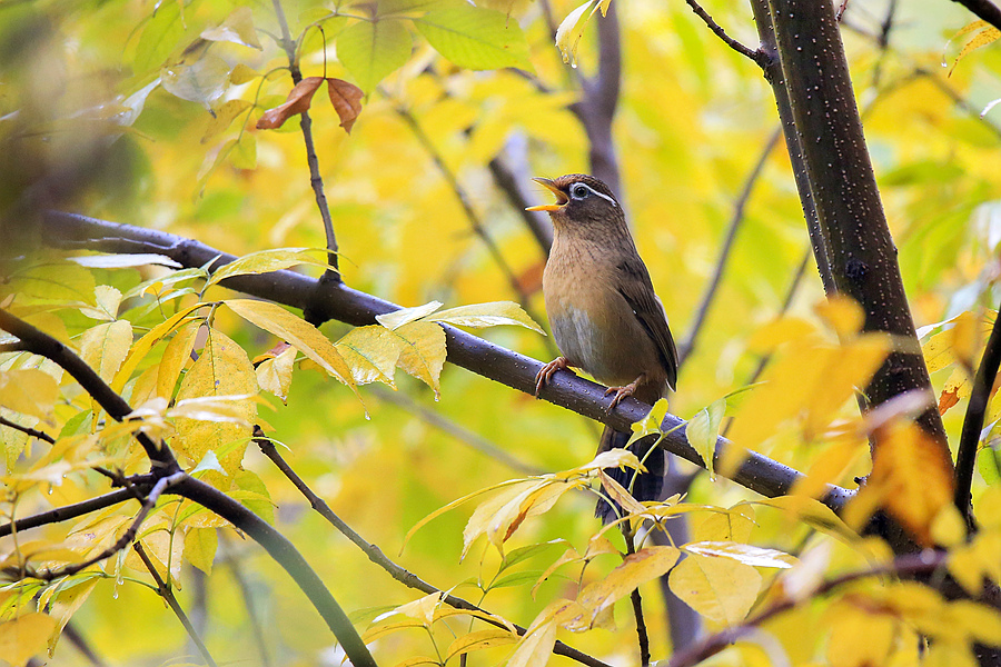 适马501001.8镜头评测,适马35mmf1.4dgdn评测