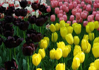 各国花图片,各国花大全