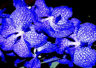 各国花图片,各国花大全