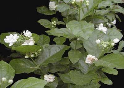 各国花图片,各国花大全