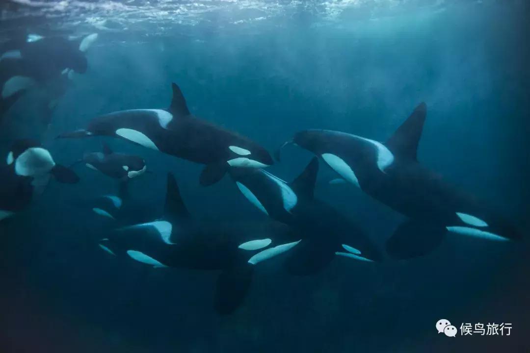 出海看到蓝鲸的感受是什么,当你下海看见一只虎鲸感觉是什么
