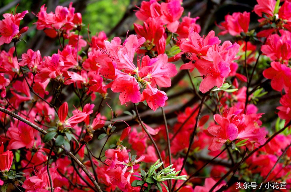 哪一种杜鹃花适合北方,怎么能在北方养好杜鹃花呢
