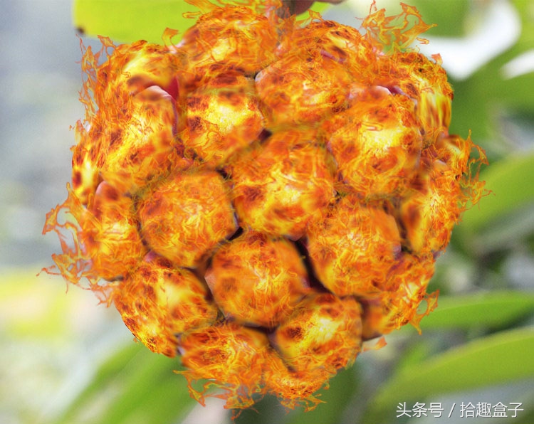 海贼王路飞吃过第二颗恶魔果实,海贼王里所有的恶魔果实