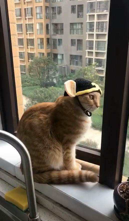 智能撸猫就差天猫精灵这几款配件