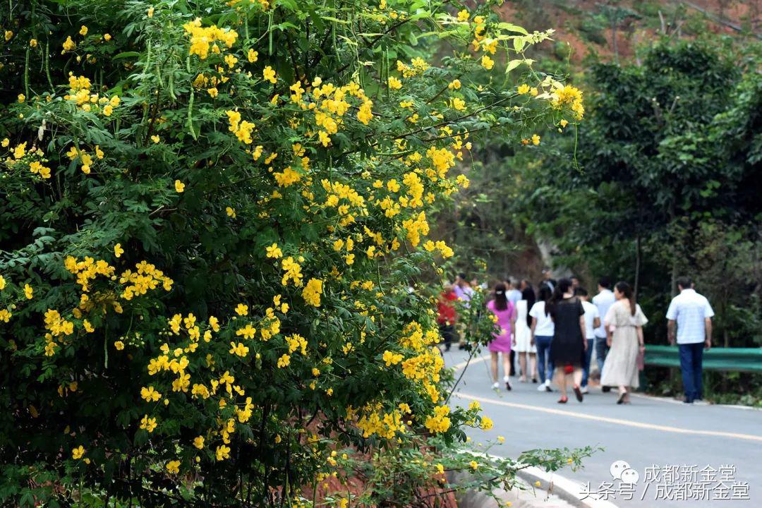 金堂秋色,秋天金堂十大必去景点