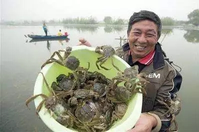 怀孕了螃蟹能吃吗,怀孕了蟹黄能吃吗