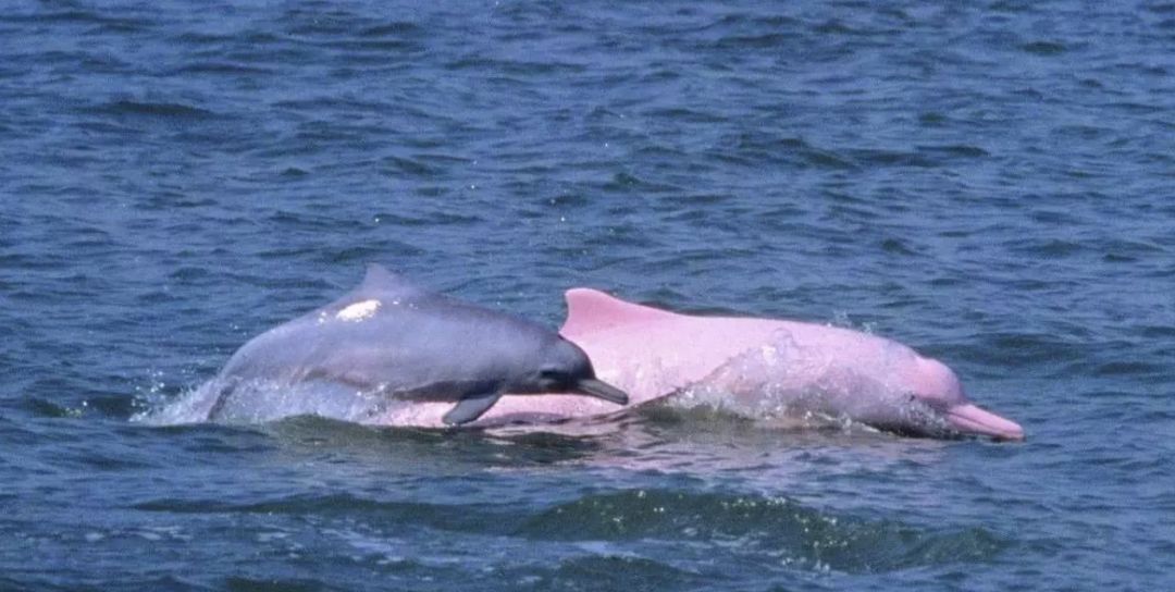 港珠澳大桥怎么通关去香港,去香港过港珠澳大桥攻略