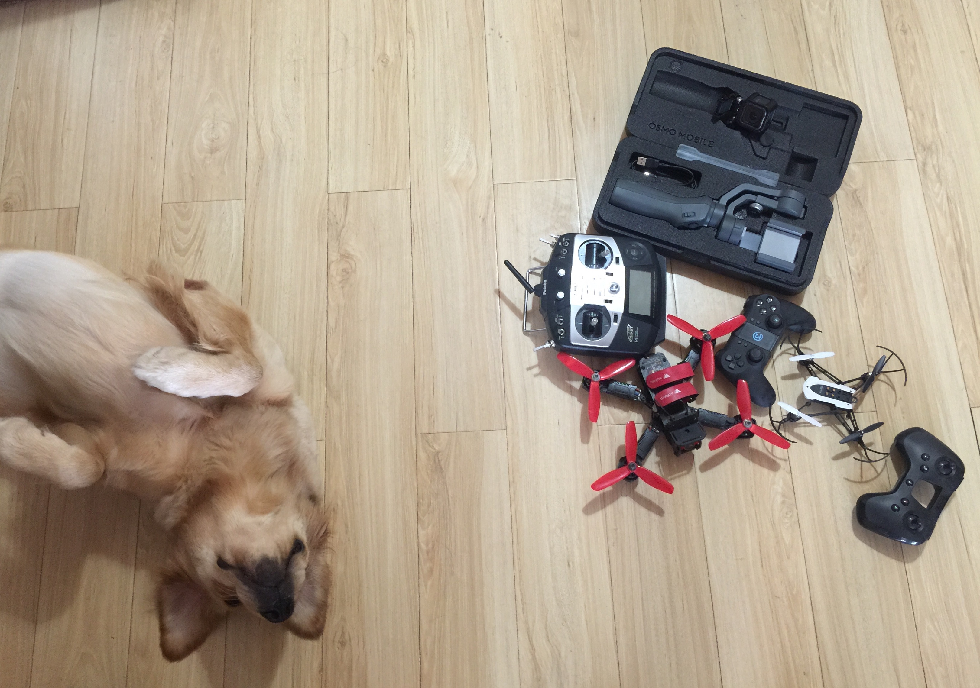 狗子摔了一跤会有问题吗,宠物狗摔了一下