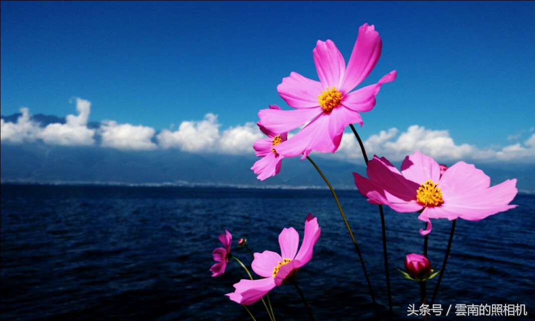 国产50定焦镜头哪款好,50定焦镜头拍视频技巧